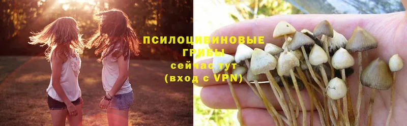 купить наркотики сайты  Татарск  Галлюциногенные грибы Psilocybe 